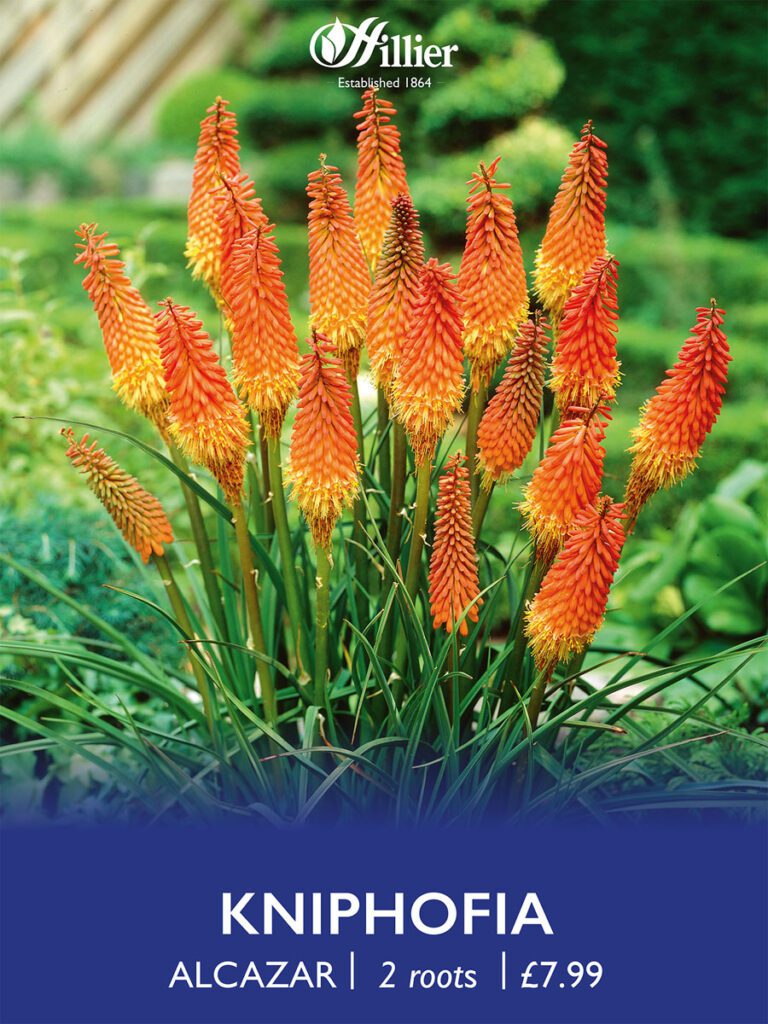 8718641999004 1 Kniphofia Alcazar.jpg